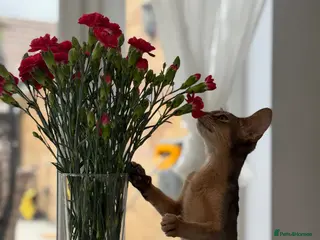 Abyssinian cats Gorgeous kittens from champion parents 😽 - Advert 8