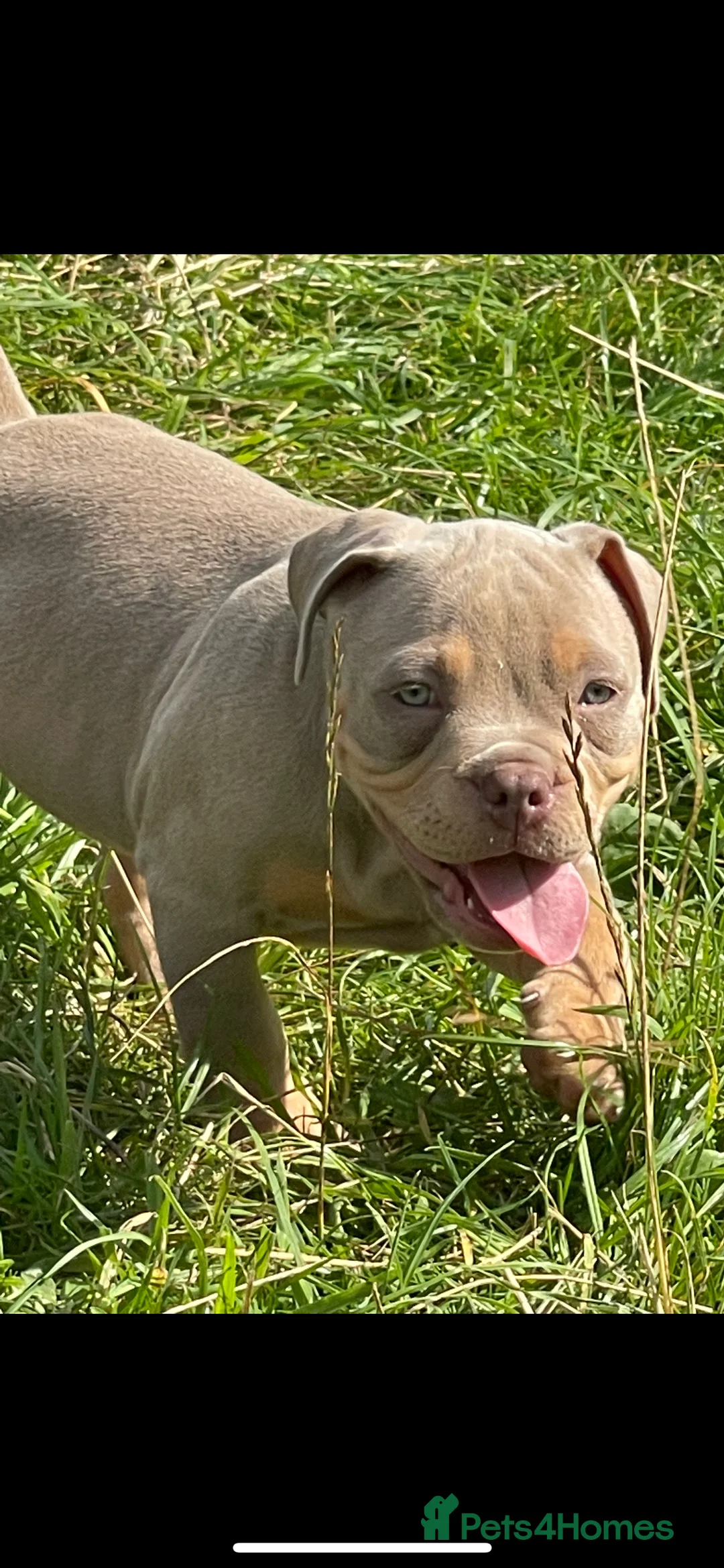 American Bully dogs for stud: Proven lilac tri abkc American pocket bully stud in Trowbridge - Advert 6