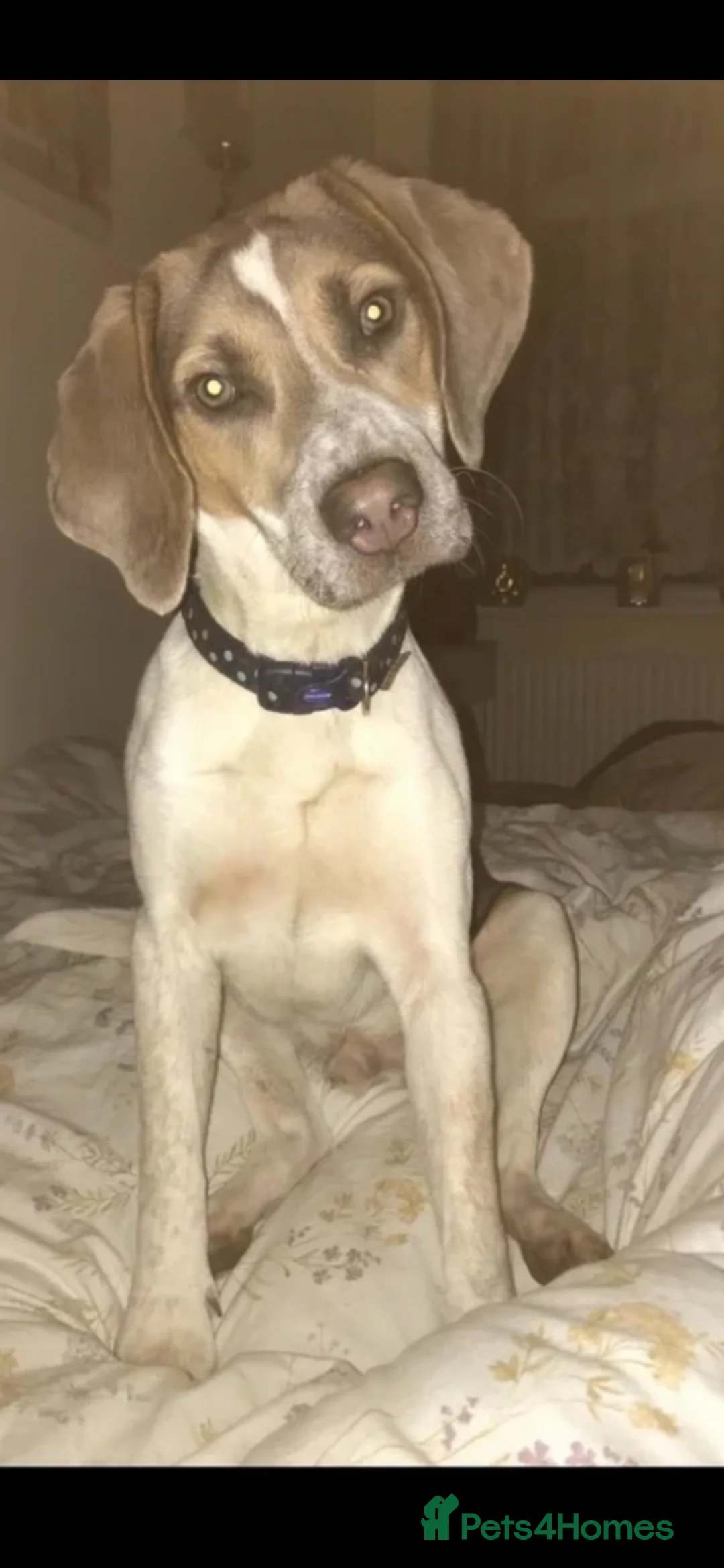 Beagle dogs for stud: Blue tri beagle for stud  - Advert 1