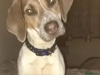 Beagle dogs Blue tri beagle for stud - Advert 16