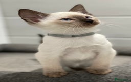 Siamese cats for sale: GCCF Registered Traditional Siamese Kittens  - Image 19