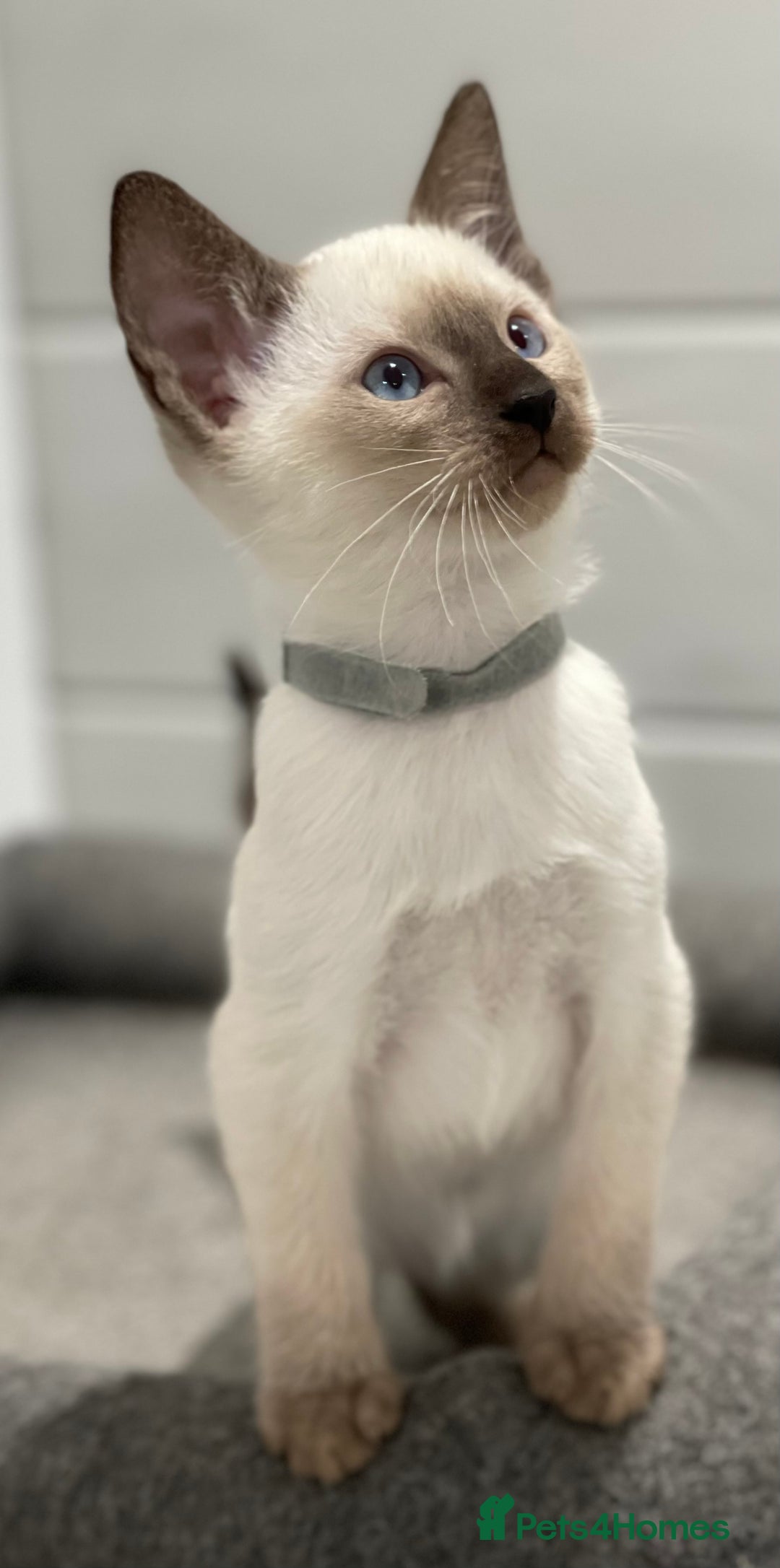 Siamese cats for sale: GCCF Registered Traditional Siamese Kittens  - Image 19