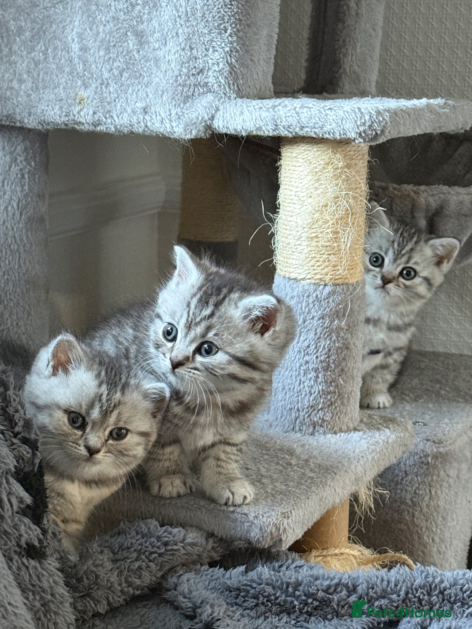 British Shorthair cats for sale: 3 females British shorthair  - Advert 2