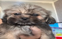 Shih Tzu dogs for sale: Shih tzu pups ready now - Image 3