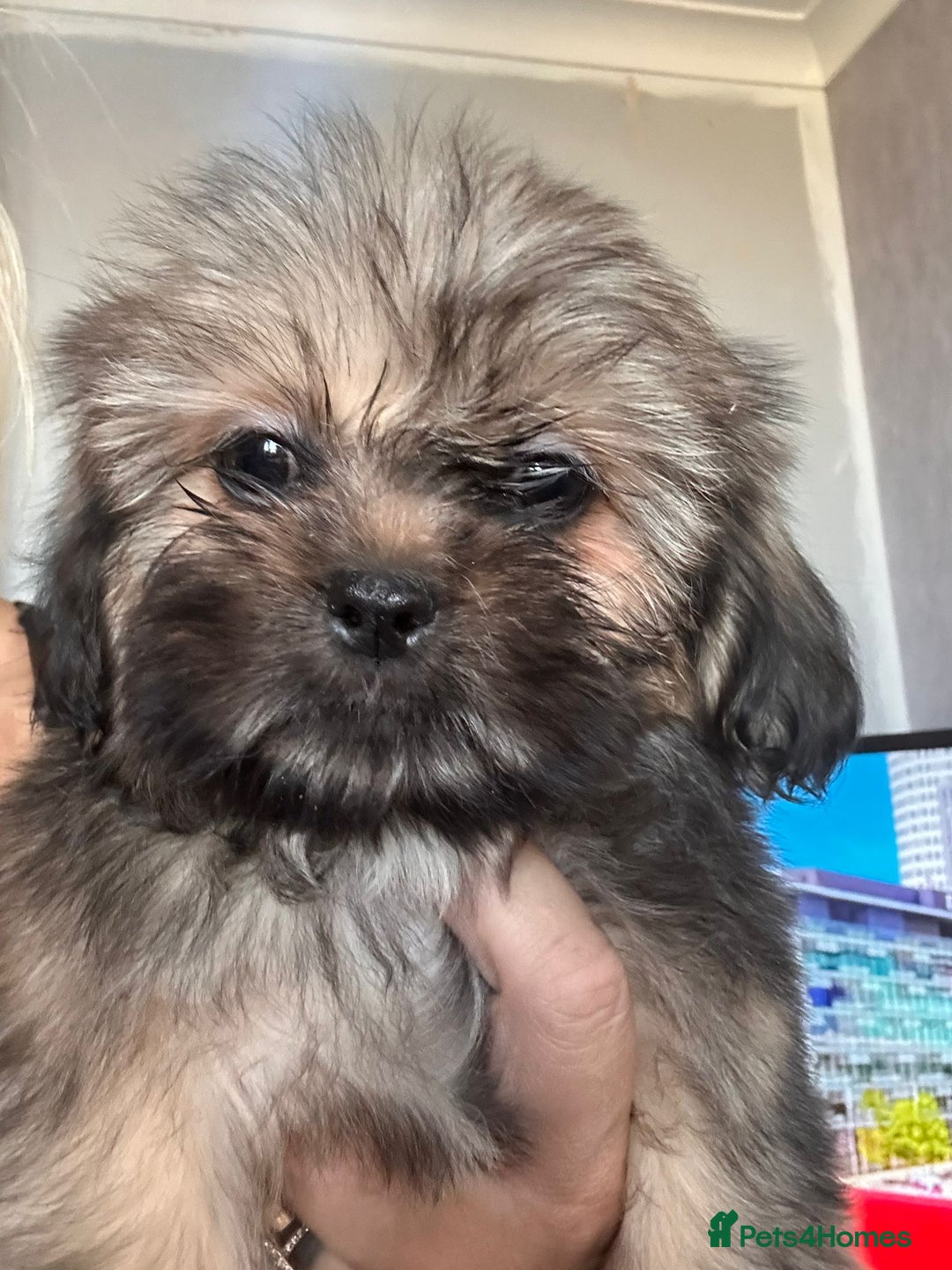 Shih Tzu dogs for sale: Shih tzu pups ready now - Image 3