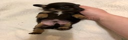 Mixed Breed dogs for sale: Mini Jackshund babies❣️Miniature dachshund x jack  - Advert 5