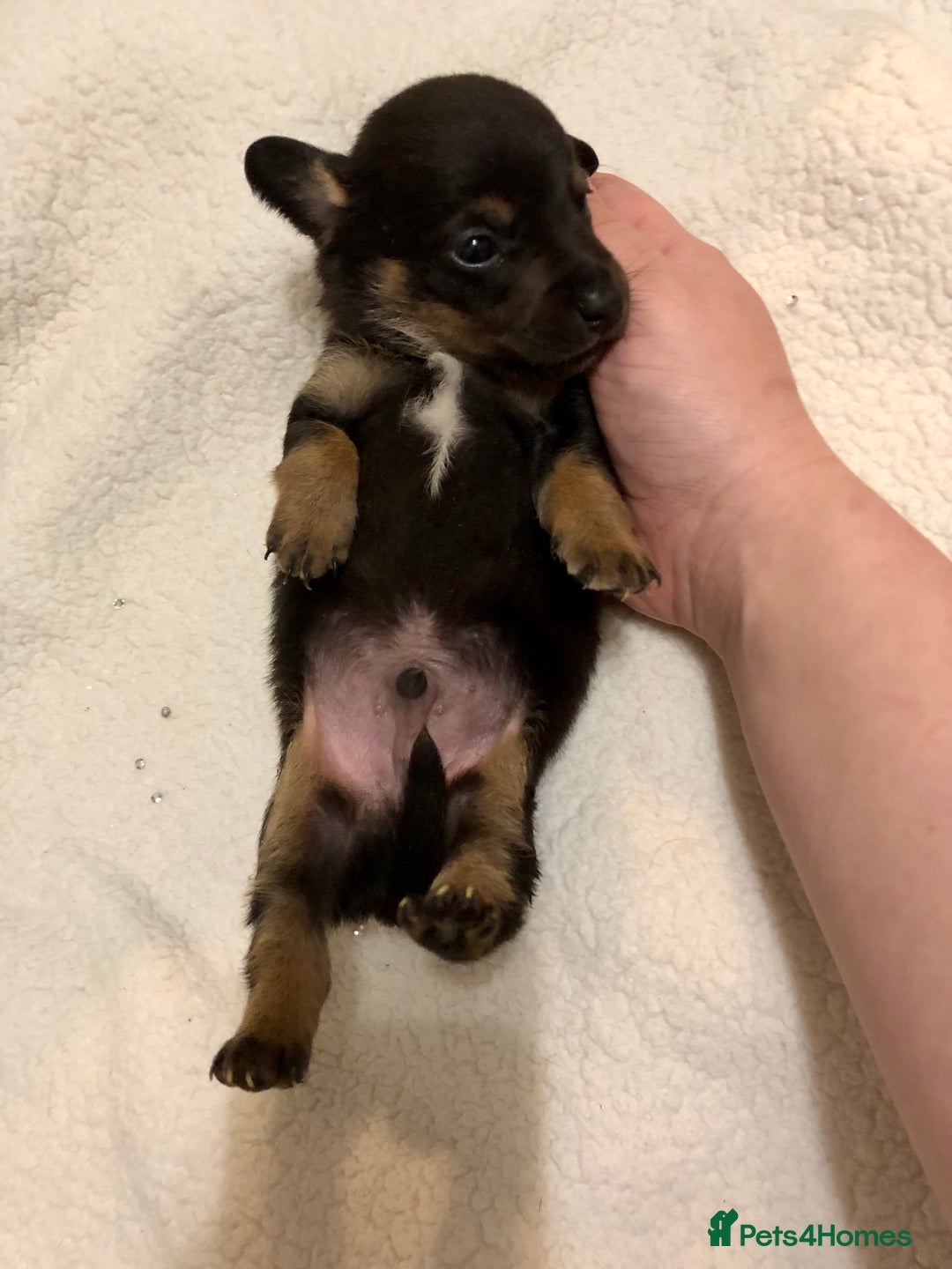 Mixed Breed dogs for sale: Mini Jackshund babies❣️Miniature dachshund x jack  - Advert 5