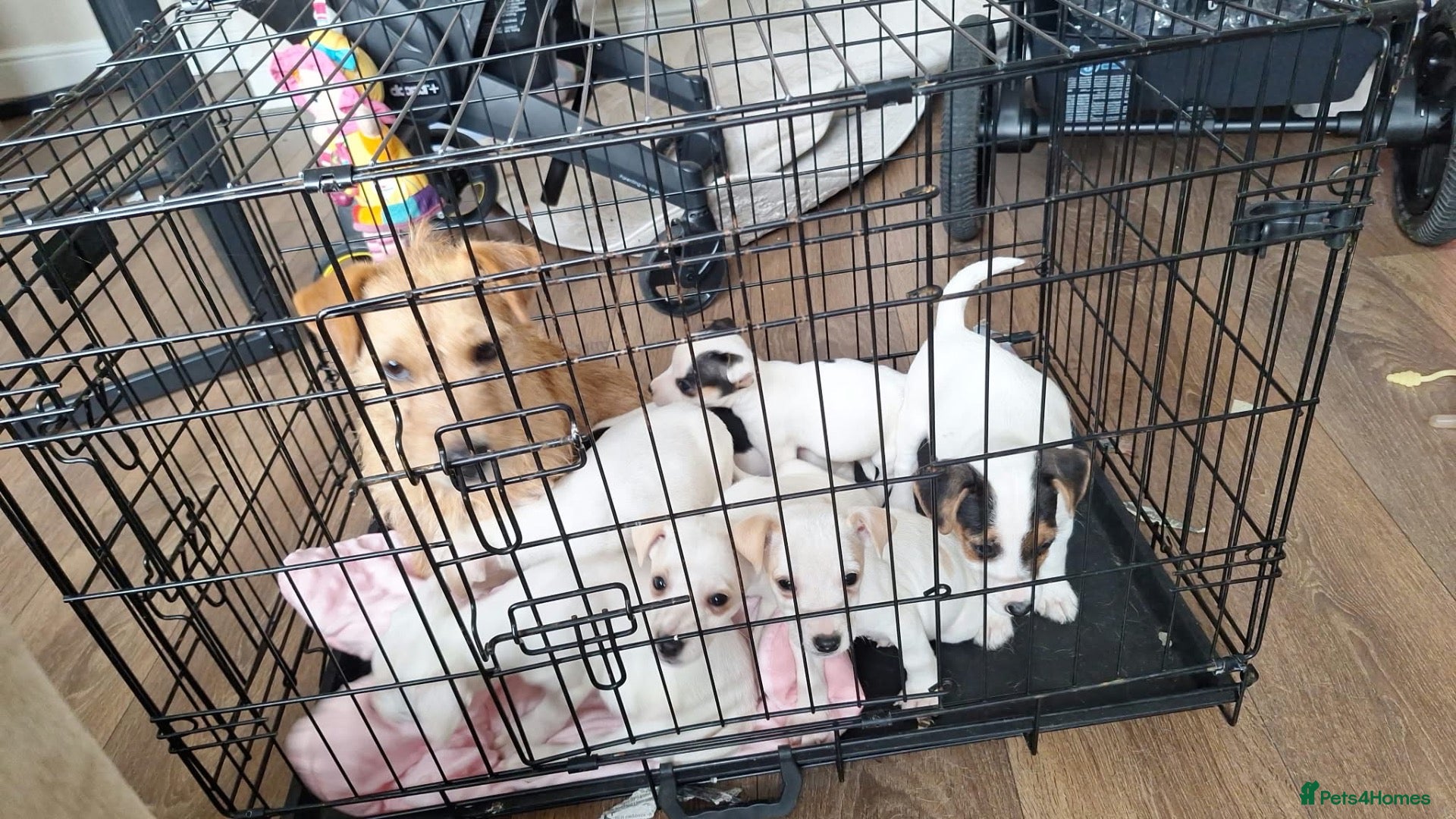 Mixed Breed dogs ADORABLE Jack Russell pups  - Advert 11