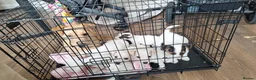 Mixed Breed dogs for sale: ADORABLE Jack Russell pups  - Advert 1