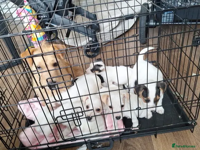 Mixed Breed dogs ADORABLE Jack Russell pups - Advert 5