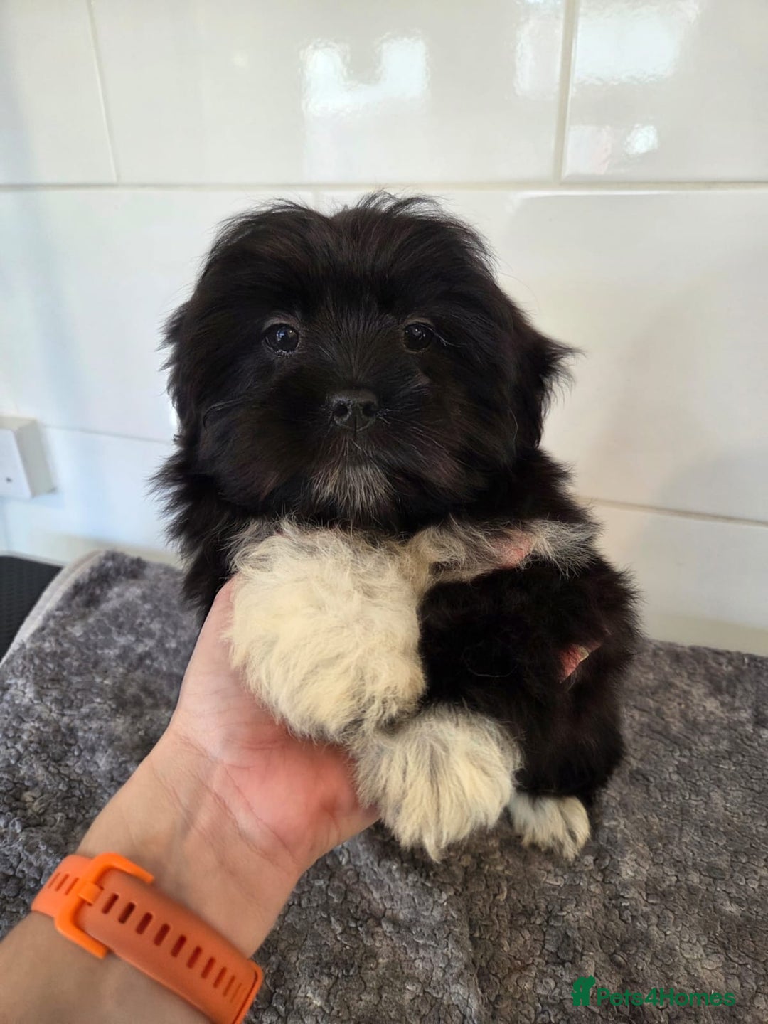 Lhasa Apso dogs for sale: Lhasa Apso Puppies - Advert 7