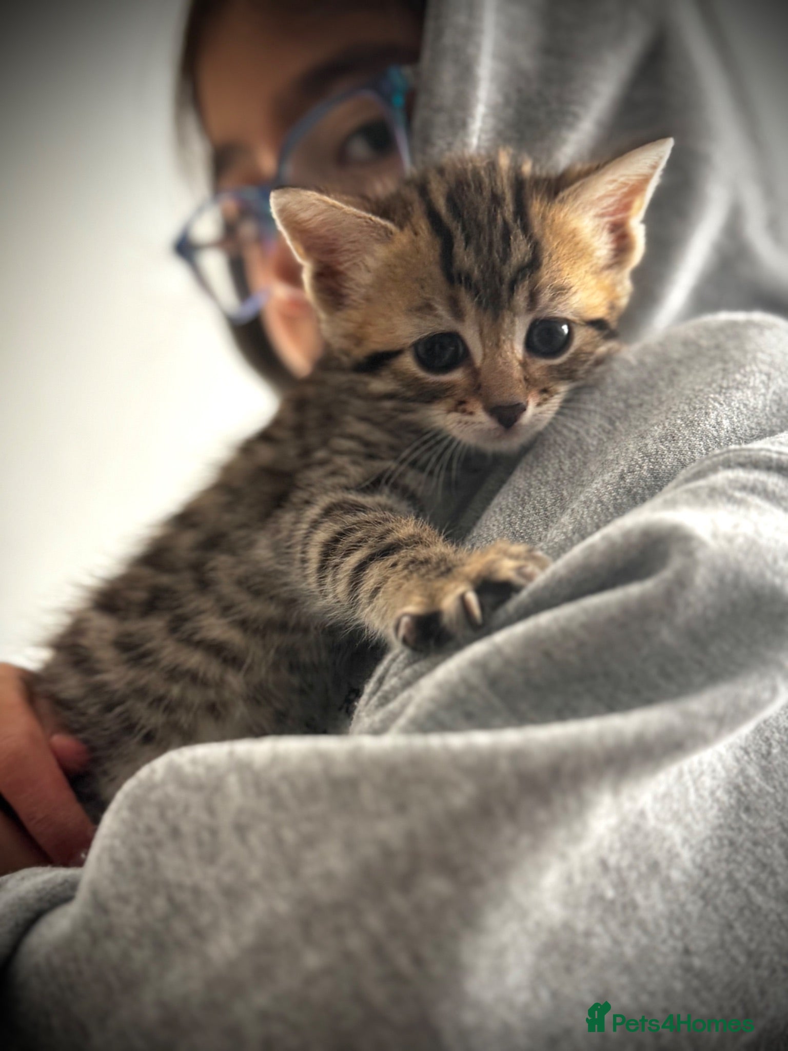 Ragdoll cats 🐾 Exceptional Ragdoll × Bengal Kittens 🐾 - Advert 2