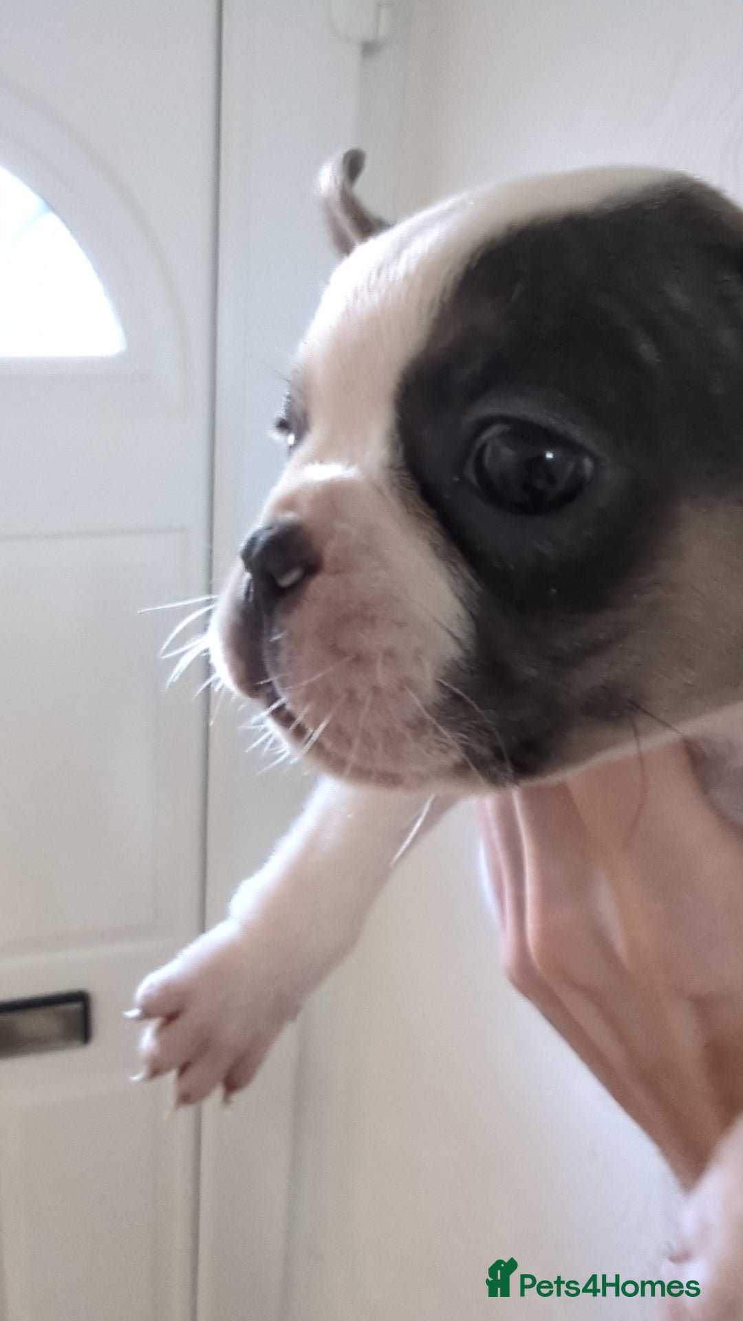 French Bulldog dogs for sale: 2 French Bulldog Puppies for Sale in Bootle - Image 8