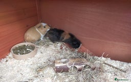 Guinea Pig rodents for sale: Pair of Guinea Pigs - Image 8