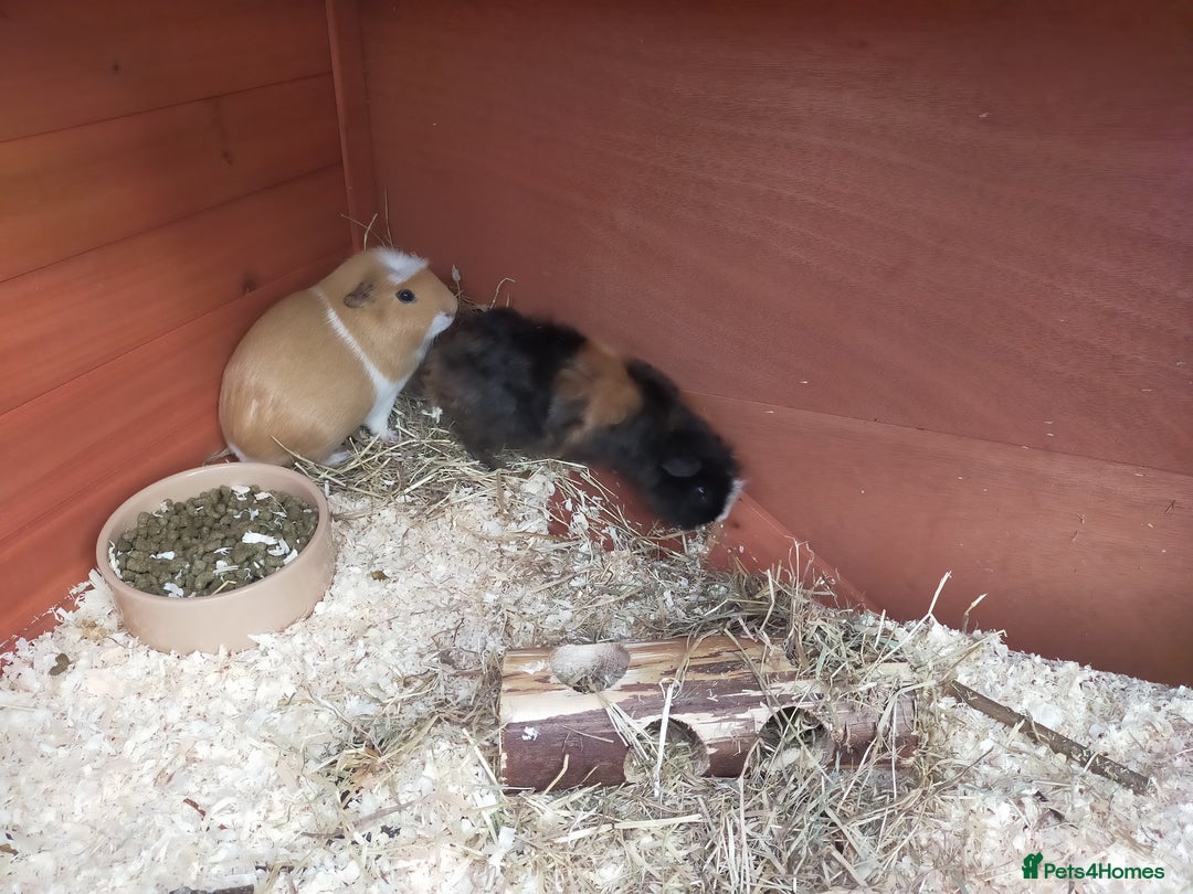 Guinea Pig rodents for sale: Pair of Guinea Pigs - Image 8