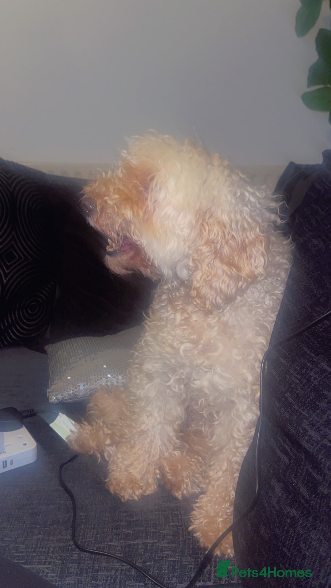 Australian Labradoodle dogs for sale: Meet Yasmin! - Advert 6