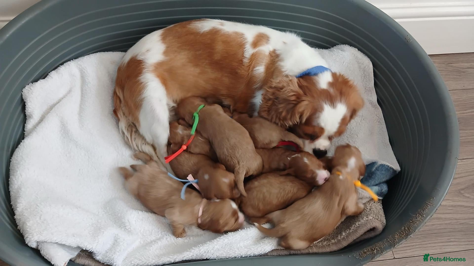 Cavapoo dogs F1 CAVAPOO PUPPIES  - Advert 2