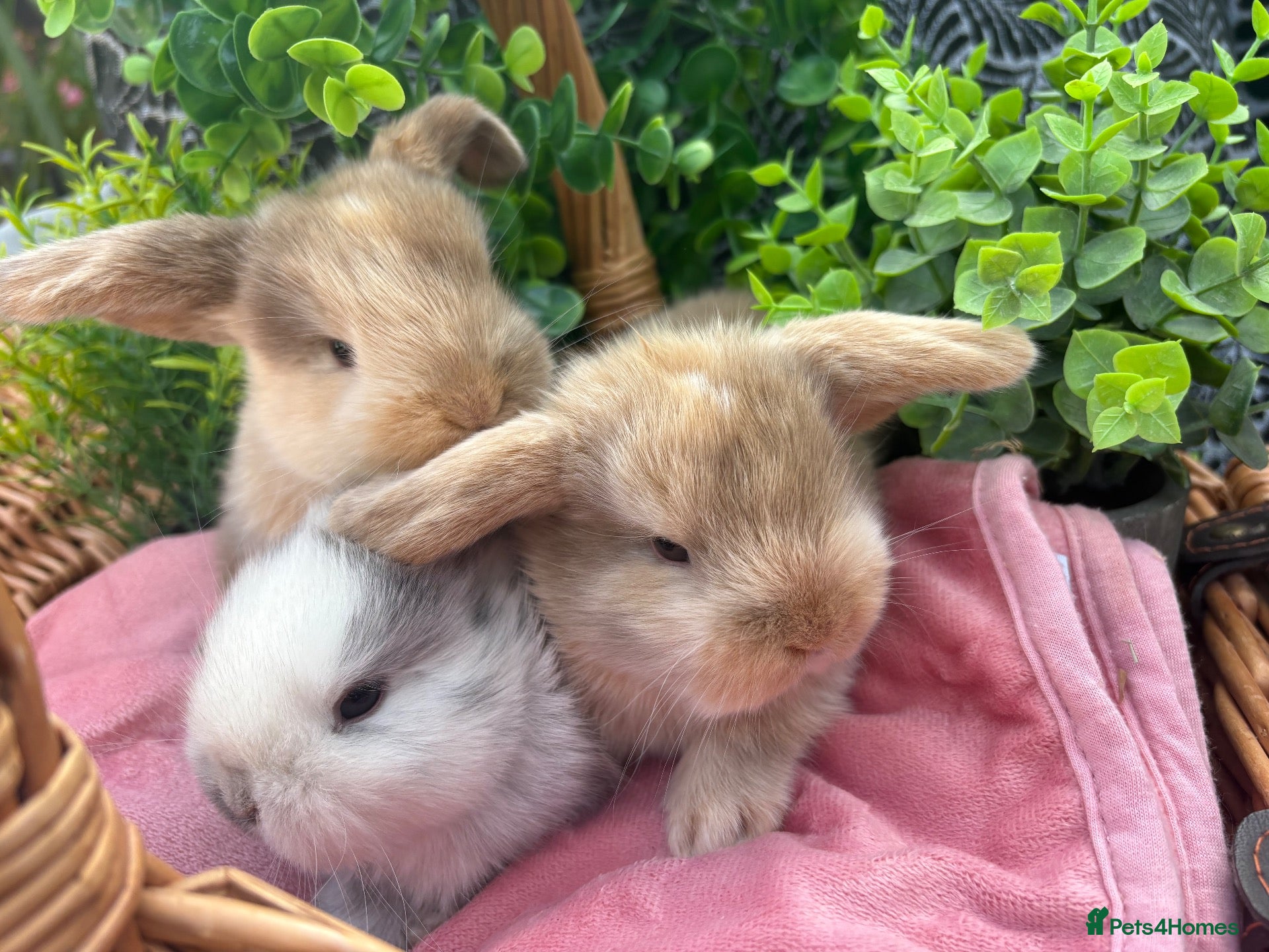 Mini Lop rabbits Stunning pure bred Mini Lop babies  - Advert 7