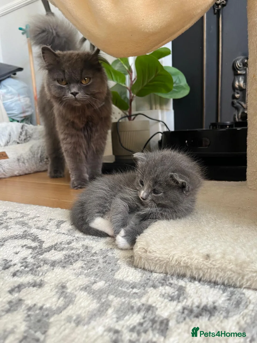 Mixed Breed cats for sale: British longhair tabby mixed kitten - Advert 2