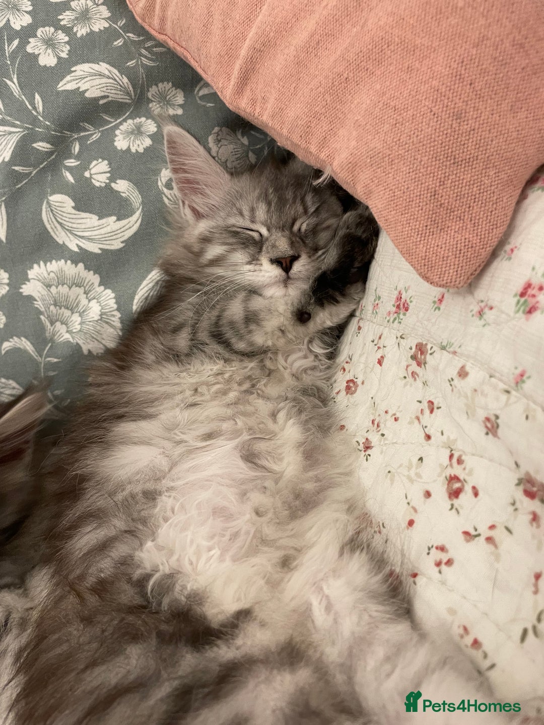 Maine Coon cats for sale: GCCF Pedigree Maine Coon Kittens champion line  - Image 4