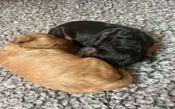 Cavapoo dogs for sale: Cavapoo - Image 31