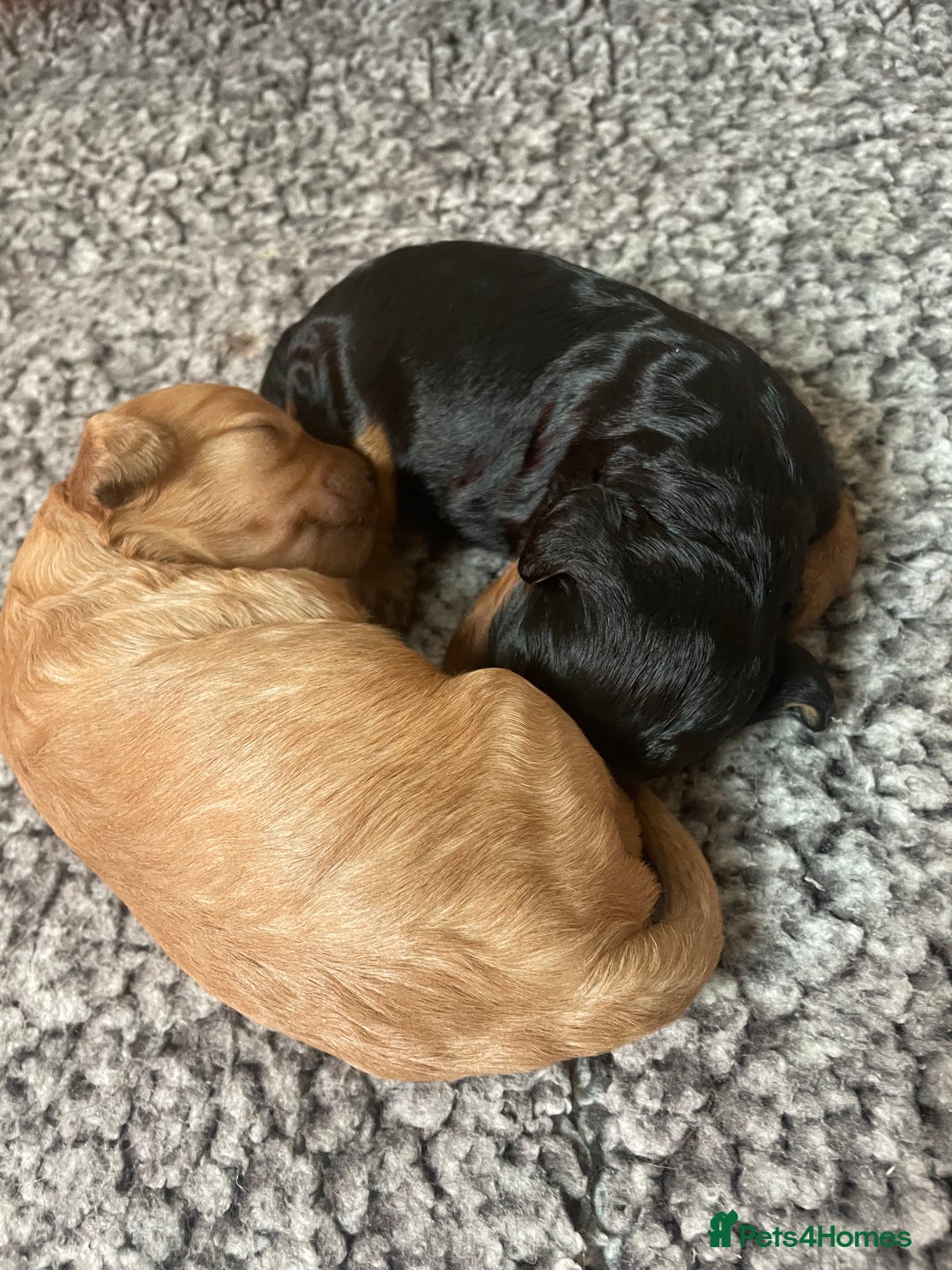 Cavapoo dogs for sale: Cavapoo - Image 31