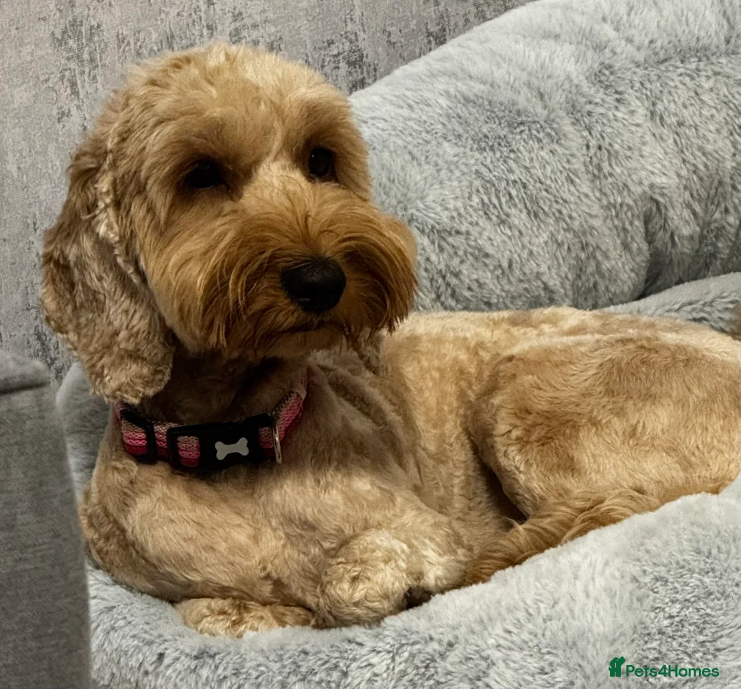 Cockapoo dogs for sale: Honey  - Advert 3