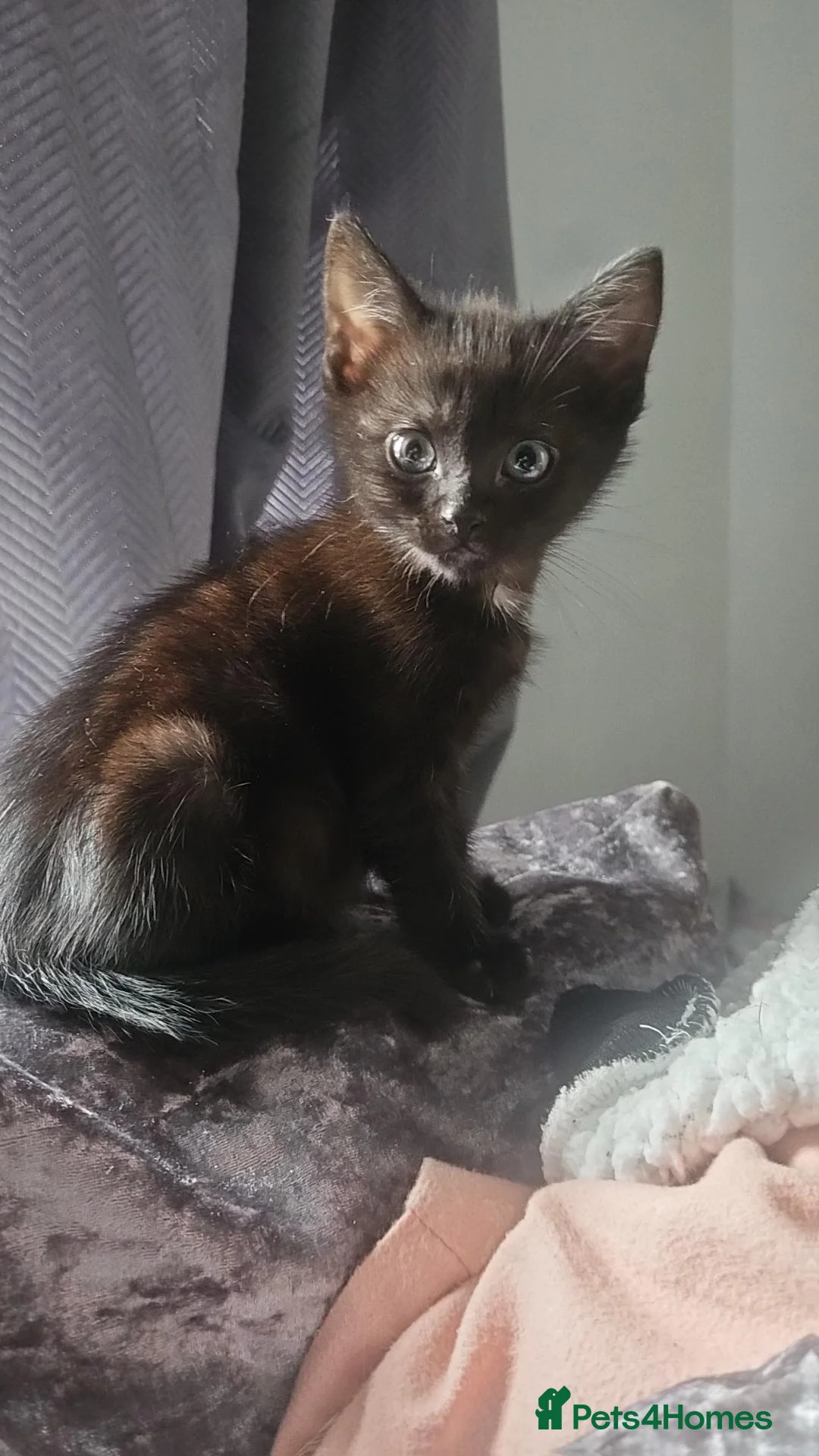 Mixed Breed cats for sale: One rag doll kitten and two mixed kitten - Advert 11