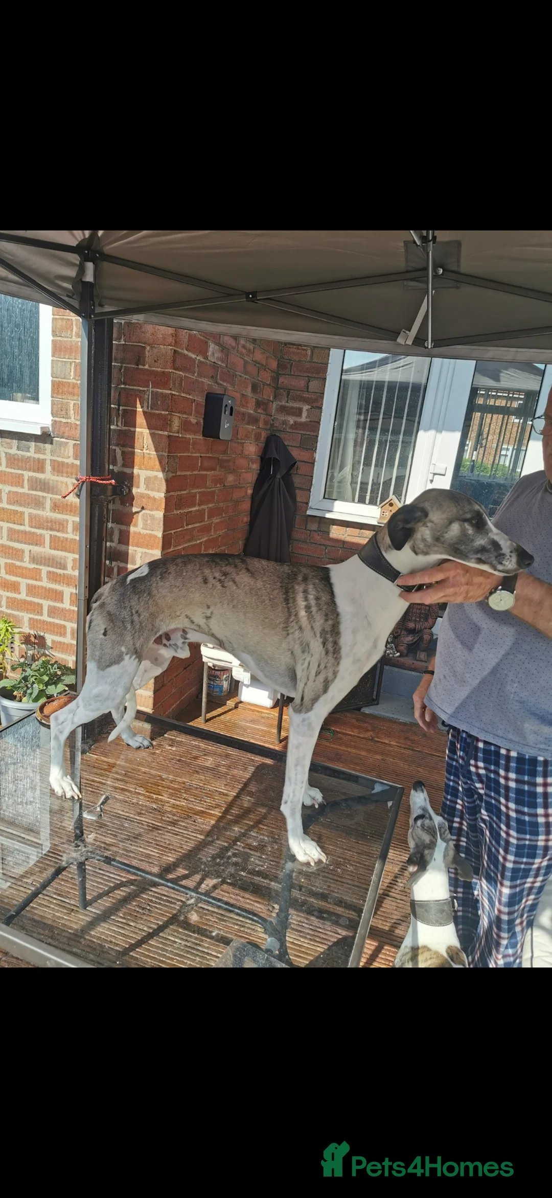 Whippet dogs for sale: Stunning kc reg whippet pups champion bloodlines in Sunderland - Advert 8