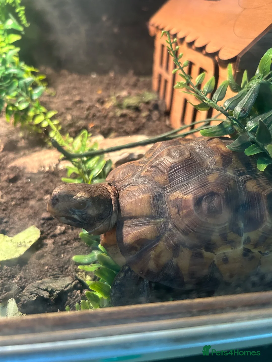 Tortoise reptiles for sale: Bells hingeback tortoise in Leeds - Advert 20