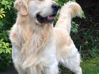 Golden Retriever dogs STUD – KC Registered Golden Retriever – Proven - Advert 6