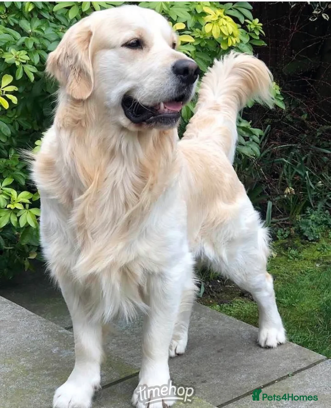Golden Retriever dogs for stud: STUD – KC Registered Golden Retriever – Proven - Advert 1