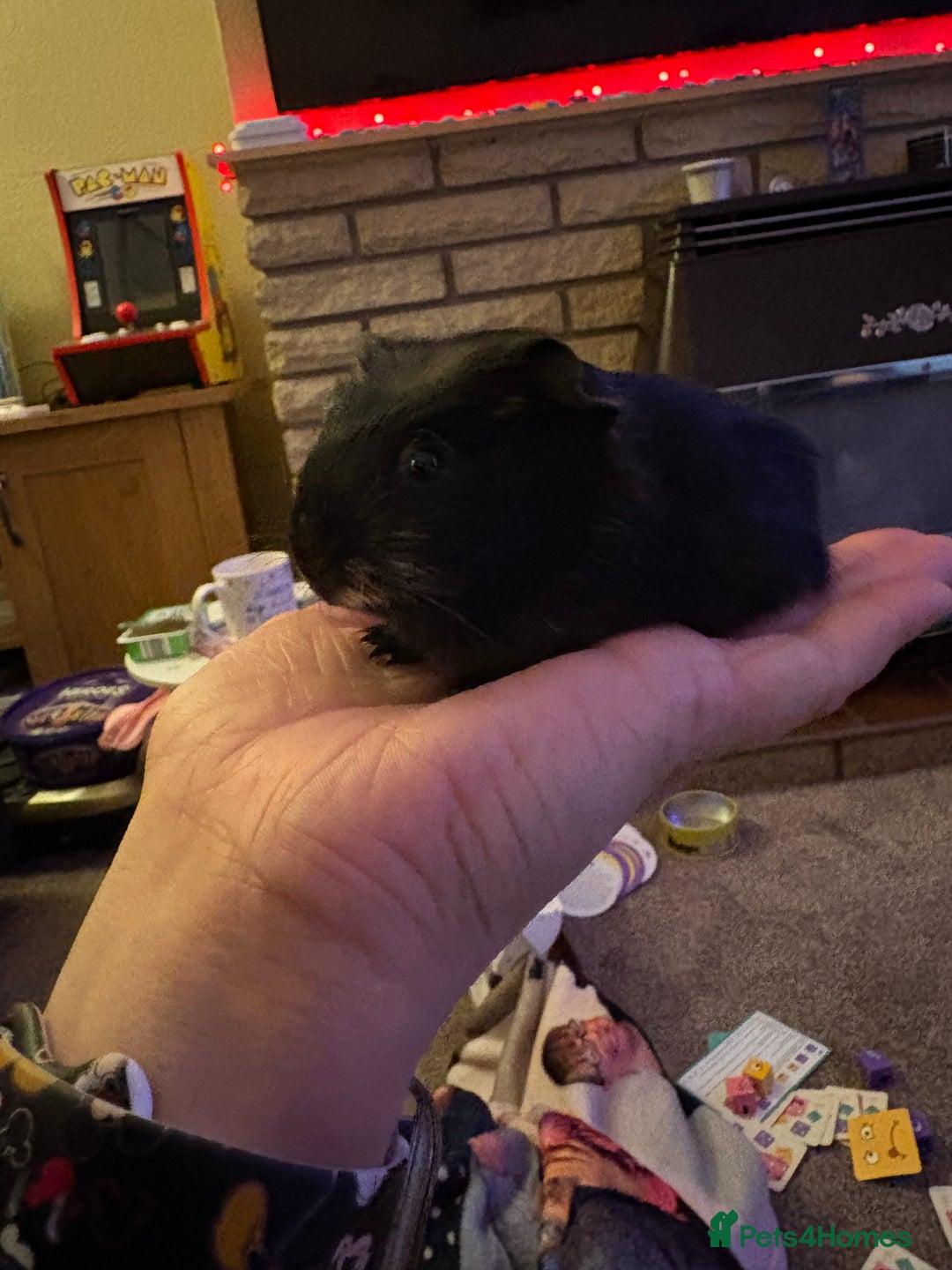 Guinea Pig rodents for sale: 2 female guinea pigs  - Advert 2