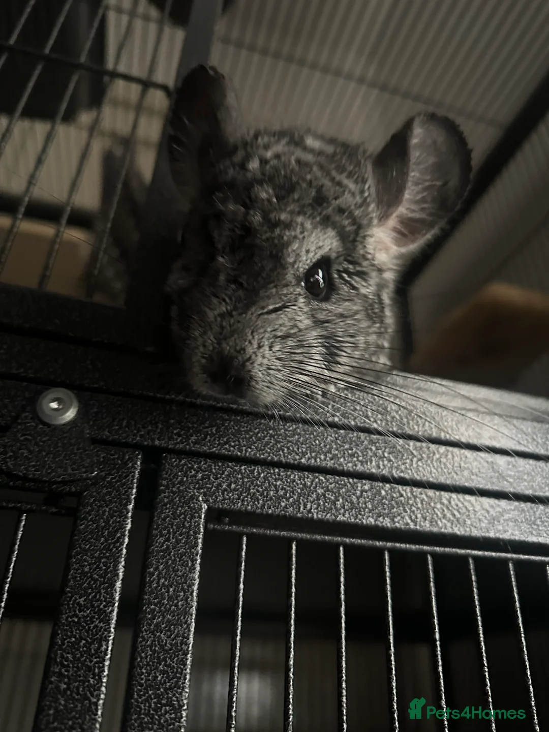 Chinchilla rodents for sale: Chinchillas for sale (READ DESCRIPTION!) in Paisley - Advert 2
