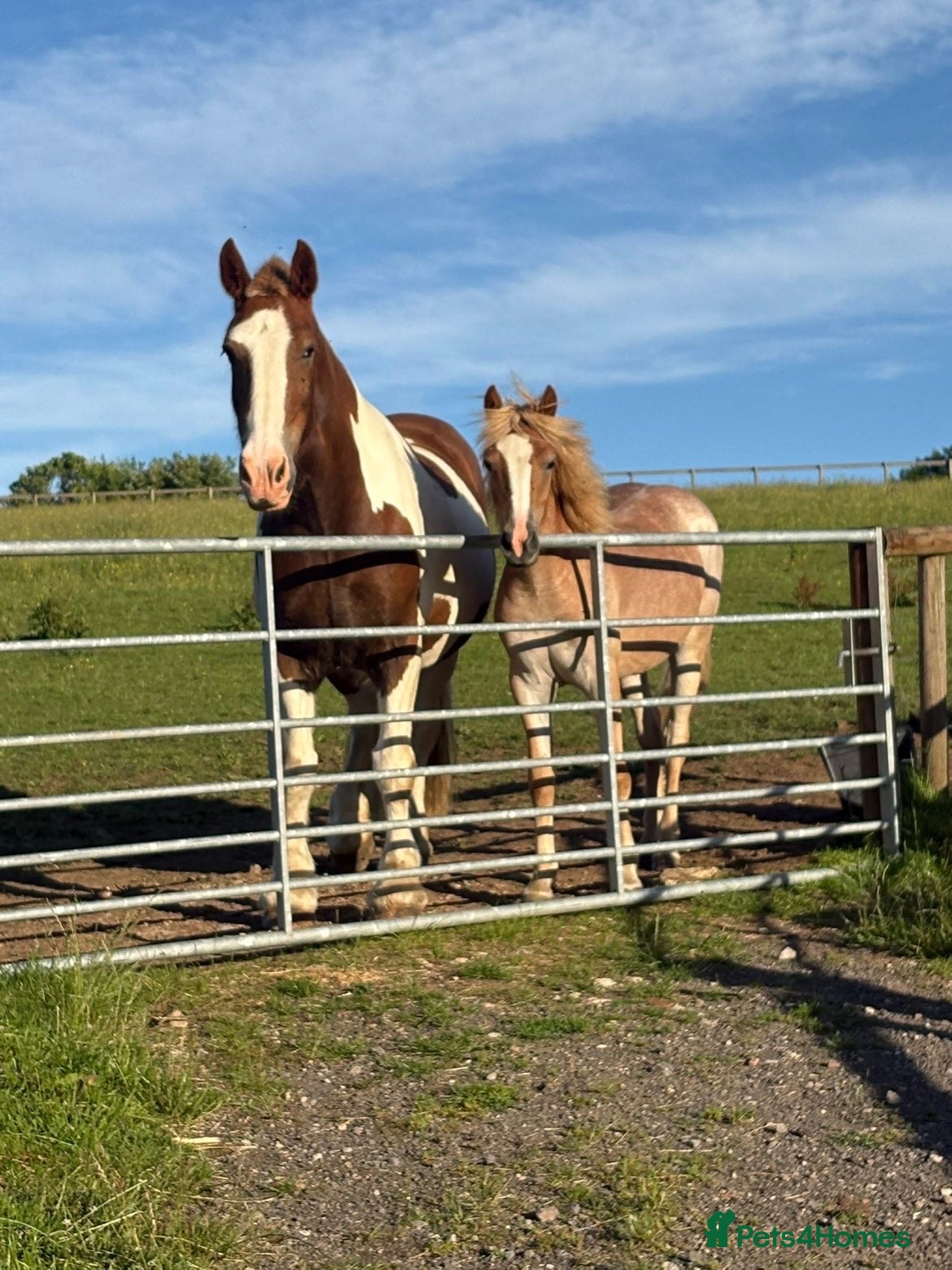 Haflinger horses Gorgeous yearling filly for sale  - Advert 8