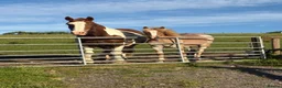 Haflinger horses for sale: Gorgeous yearling filly for sale  - Advert 1