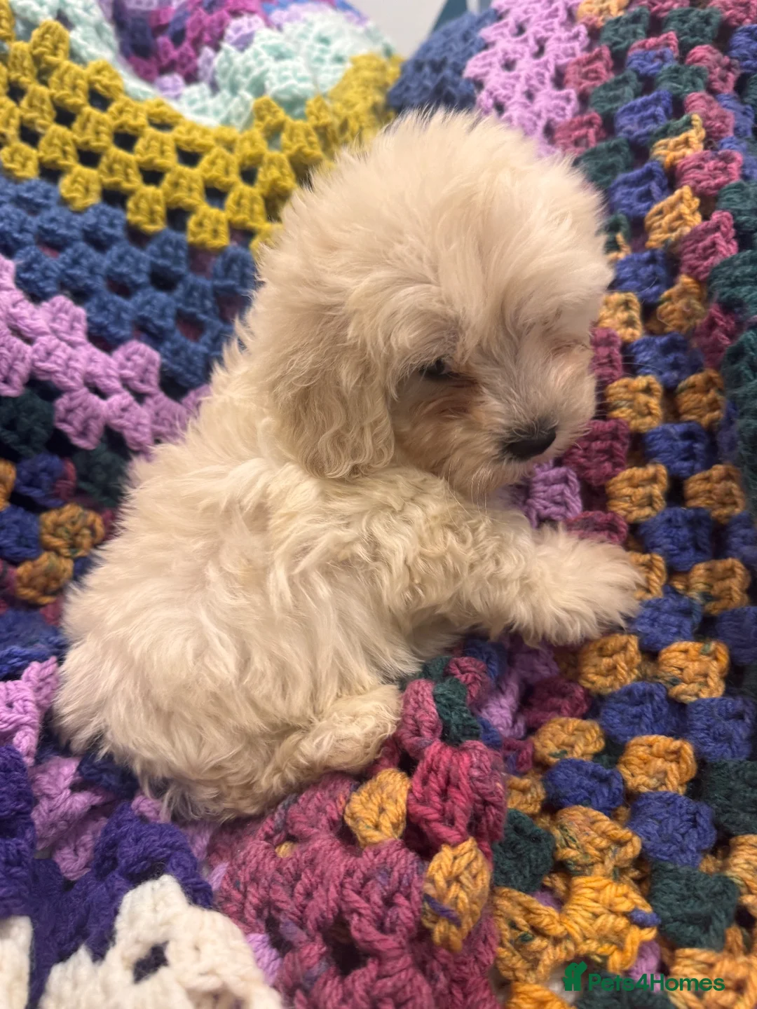 Shihpoo dogs for sale: Cute Shihpoo Puppies Shih Tzu X Poodle  - Advert 1