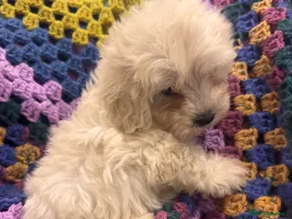 Shihpoo dogs Cute Shihpoo Puppies Shih Tzu X Poodle - Advert 5