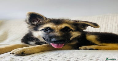 German Shepherd dogs - Advert 8