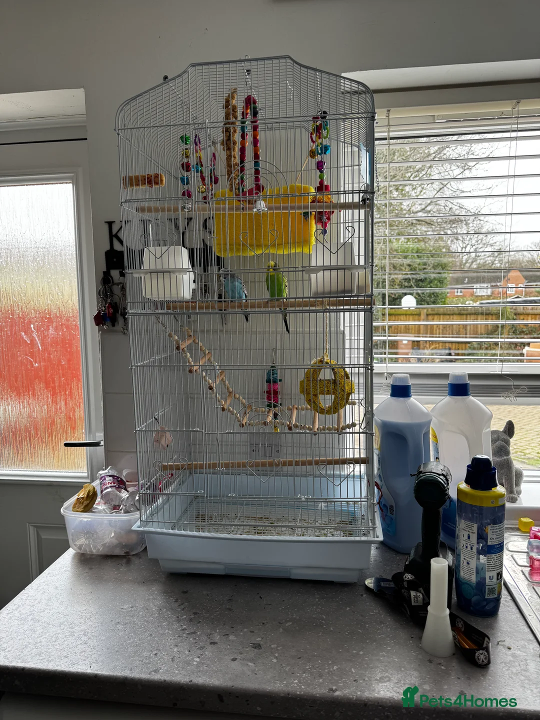 Budgerigars birds for sale: Bonded male budgies  in Poole - Advert 2