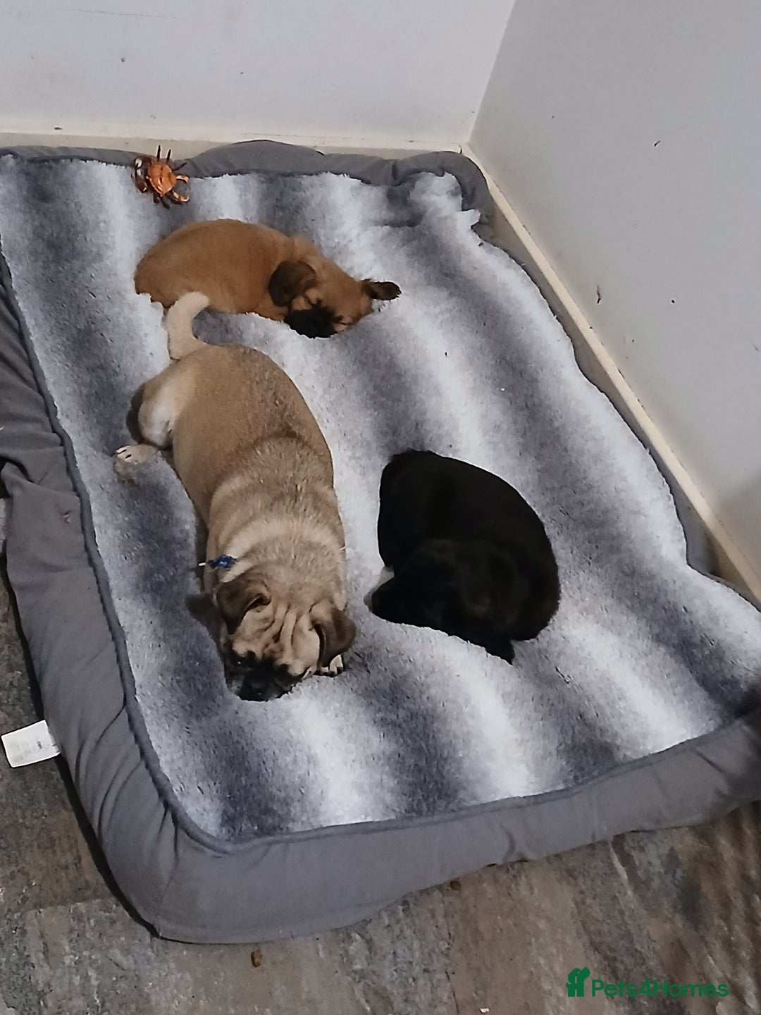 Mixed Breed dogs for sale: 2 pups left  - Advert 7