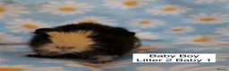 Guinea Pig rodents for sale: A tiny bundle of squeaks and love! in Glossop - Advert 7