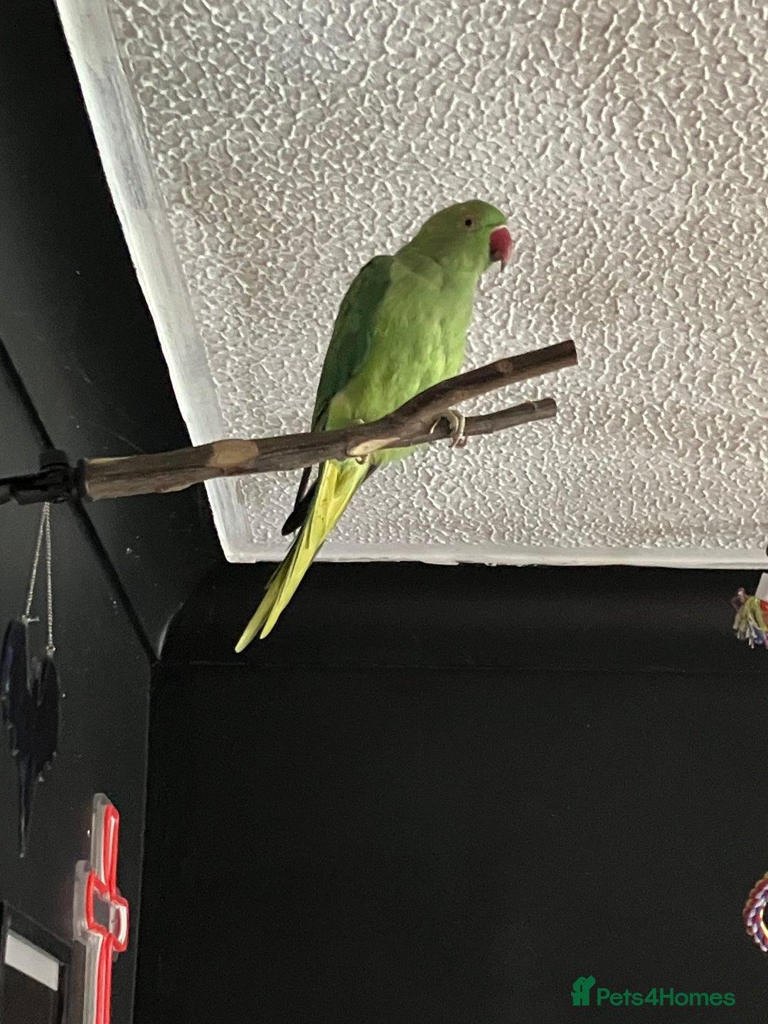 Ringnecks birds for sale: Indian Ring Neck for rehoming  - Image 3