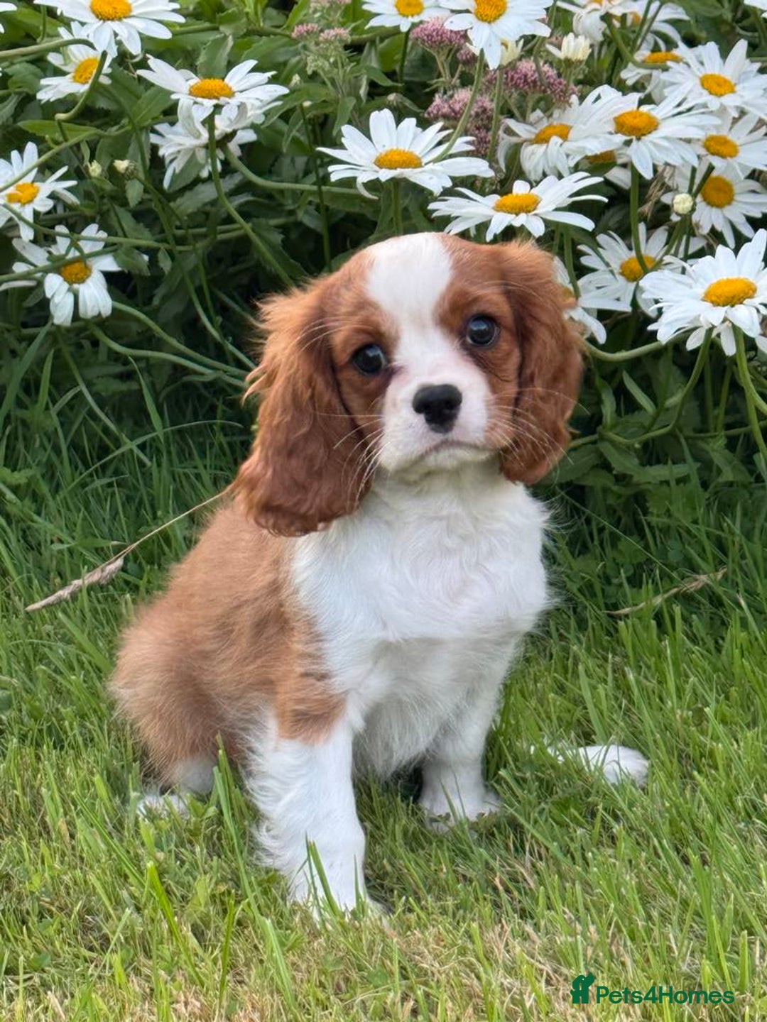 Cavalier King Charles Spaniel dogs for sale: Beautiful Blenheim Cavalier King Charles puppies - Image 12