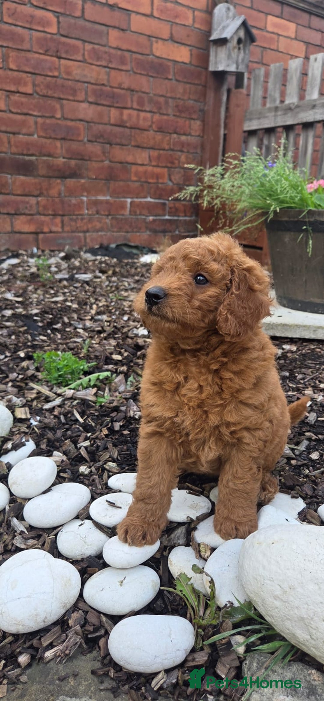 Cockapoo dogs for sale: Cockapoo f1b - Image 4