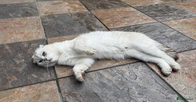 Scottish Fold cats - Advert 12