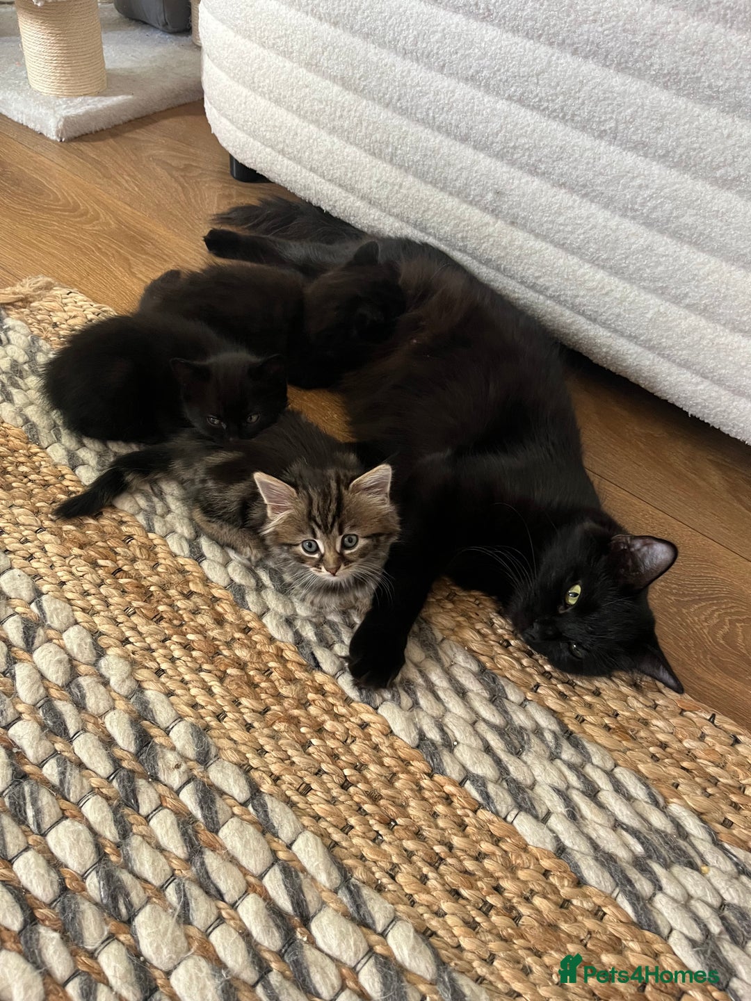 Mixed Breed cats for sale: 4 female kittens for sale - Image 9