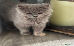 British Shorthair cats for sale: Beautiful sisters ready for their new homes  - Image 1