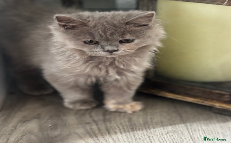 British Shorthair cats - Advert 1
