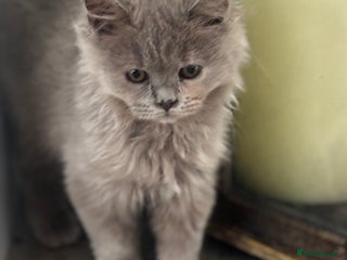 British Shorthair cats - Advert 2